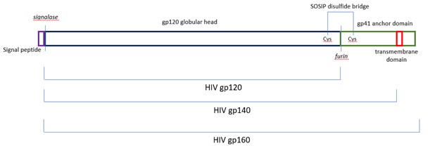 HIV gp140_Figure4-Blog-DEC2023