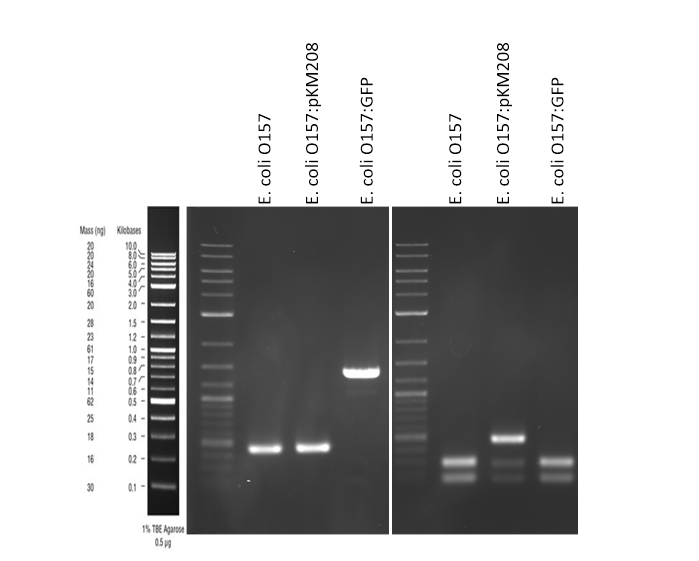 Blog Figure 1 TNAC_Antigens_Antibodies