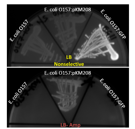 Blog Figure 2 TNAC_Antigens_Antibodies
